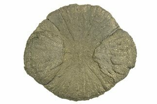 Radiant Pyrite Sun - Sparta, Illinois #342578