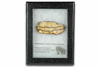 Mammoth Molar Slice With Case - South Carolina #335367