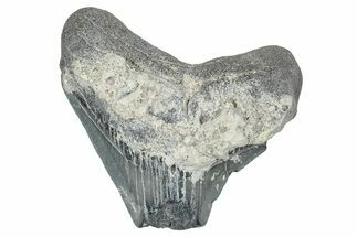 Bargain, Juvenile Megalodon Tooth - Georgia #340407
