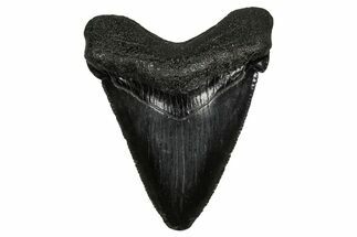 Serrated, Juvenile Megalodon Tooth - South Carolina #340410