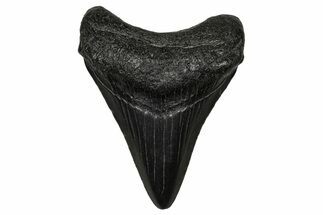 Juvenile Megalodon Tooth - South Carolina #340411