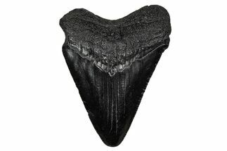 Juvenile Megalodon Tooth - South Carolina #340412