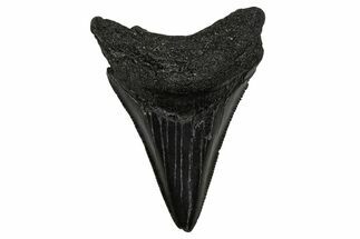 Serrated, Juvenile Megalodon Tooth - South Carolina #340428
