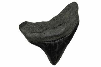 Serrated, Juvenile Megalodon Tooth - South Carolina #340429