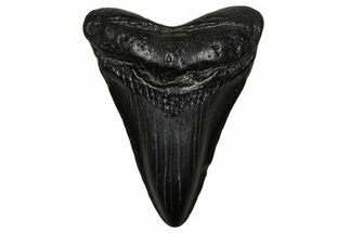 Juvenile Megalodon Tooth - South Carolina #340430