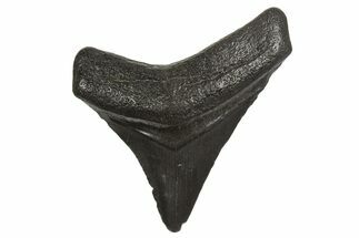 Juvenile Megalodon Tooth - South Carolina #340576