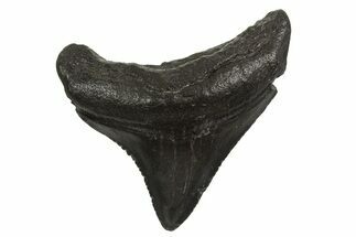 Juvenile Megalodon Tooth - South Carolina #340578