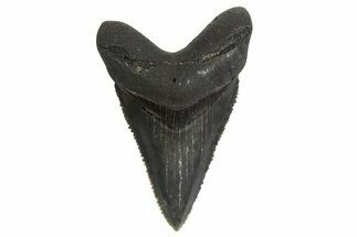Juvenile Megalodon Tooth - South Carolina #340579