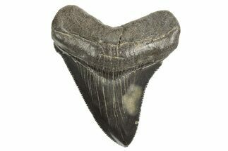 Serrated, Juvenile Megalodon Tooth - South Carolina #340605