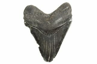Serrated, Juvenile Megalodon Tooth - South Carolina #340607