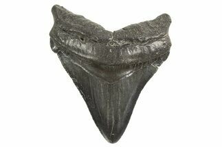 Juvenile Megalodon Tooth - South Carolina #340608