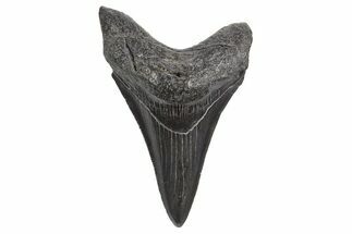 Juvenile Megalodon Tooth - South Carolina #340610