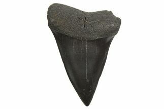 Fossil Broad-Toothed Mako Tooth - South Carolina #340978
