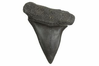 Fossil Broad-Toothed Mako Tooth - South Carolina #340985