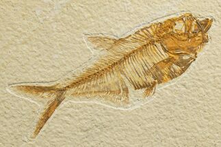 Detailed Fossil Fish (Diplomystus) - Wyoming #333917