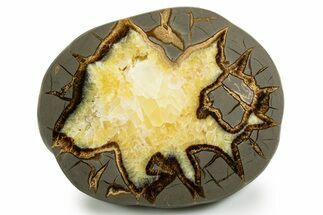 Polished Septarian Slab - Utah #338210