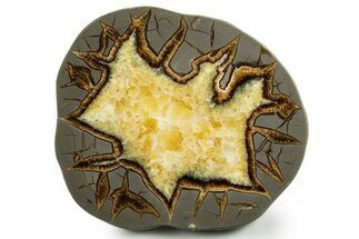 Polished Septarian Slab - Utah #338212