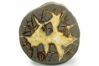 Polished Septarian Slab - Utah #338222