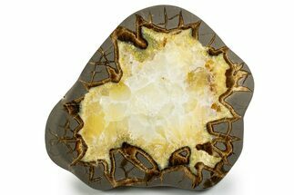 Polished Septarian Slab - Utah #338245