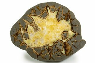 Polished Septarian Slab - Utah #338253