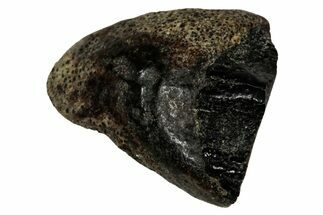 Fossil Dinosaur (Triceratops) Shed Tooth - Montana #339737