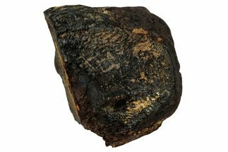 Fossil Dinosaur (Triceratops) Shed Tooth - Montana #339744