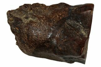 Fossil Dinosaur (Triceratops) Shed Tooth - Montana #339748