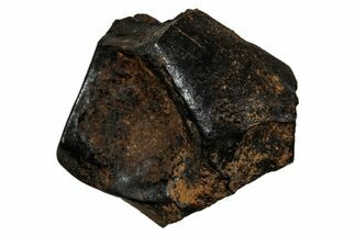 Fossil Dinosaur (Triceratops) Shed Tooth - Montana #339750