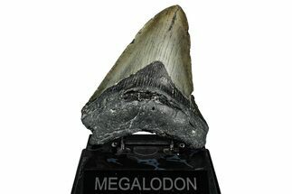 Fossil Megalodon Tooth - North Carolina #344046