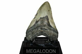 Fossil Megalodon Tooth - North Carolina #344047