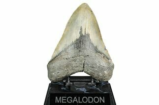 Fossil Megalodon Tooth - North Carolina #344055