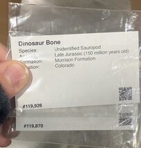 Unprepared Sauropod Dinosaur Bone #344122