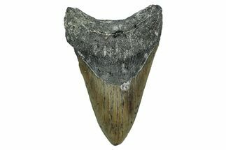 Serrated, Fossil Megalodon Tooth - North Carolina #338556