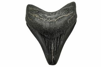 , Fossil Megalodon Tooth - Georgia #338777