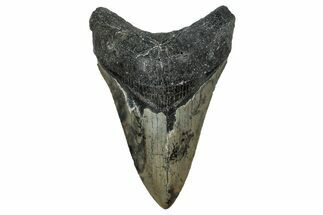 Serrated, Fossil Megalodon Tooth - North Carolina #344064