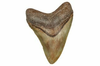 Fossil Megalodon Tooth - North Carolina #344068