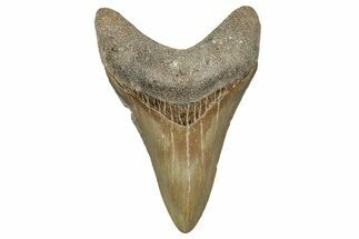 Serrated, Fossil Megalodon Tooth - North Carolina #344080