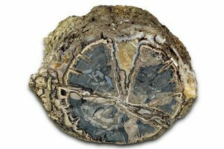 Wide Petrified Wood (Schinoxylon) Limb - Blue Forest, Wyoming #344112