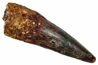 Fossil Spinosaurus Tooth - Real Dinosaur Tooth #344168