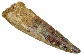 Fossil Spinosaurus Tooth - Real Dinosaur Tooth #344175