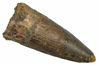 Fossil Spinosaurus Tooth - Real Dinosaur Tooth #344183