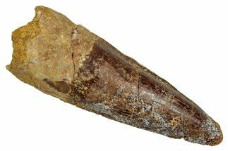 Fossil Spinosaurus Tooth - Real Dinosaur Tooth #344192
