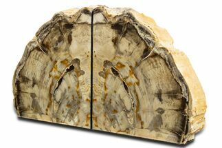 Tall Colorful Petrified Wood Bookends - Washington #344125