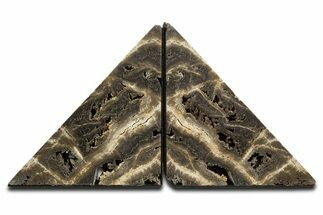 Tall Petrified Wood Bookends - Deschutes River, Oregon #344129