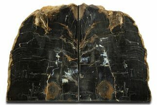 Tall, Petrified Wood Bookends - Sweet Home, Oregon #344141