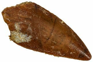 Raptor Tooth - Real Dinosaur Tooth #332886