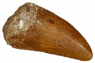 Bargain Raptor Tooth - Feeding Worn Tip #332895