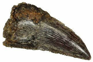 Serrated Raptor Tooth - Real Dinosaur Tooth #332903