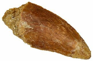Bargain Raptor Tooth - Real Dinosaur Tooth #332912