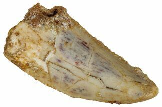 Serrated Raptor Tooth - Real Dinosaur Tooth #333372